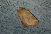 Malacosoma neustria