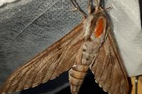 Hyloicus maurorum/pinastri