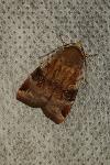 Noctua janthe/janthina