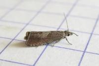 Dichrorampha acuminatana