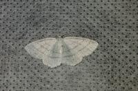 Cabera pusaria