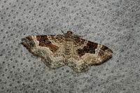 Epirrhoe alternata