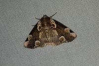 Thyatira batis
