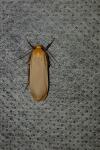 Katha depressa