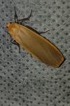 Katha depressa