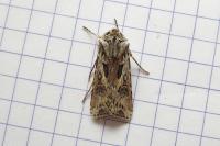 Agrotis vestigialis