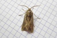 Agrotis graslini