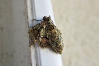 Phigaliohybernia marginaria