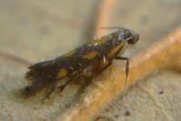Euspilapteryx auroguttella