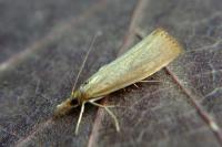 Agriphila straminella