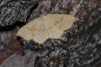 Cyclophora punctaria