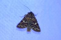 Anarta myrtilli