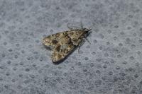 Eudonia mercurella