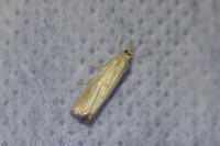 Agriphila straminella