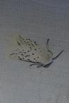Spilosoma lubricipeda