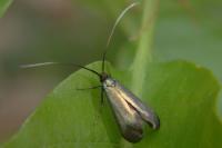 Adela reaumurella