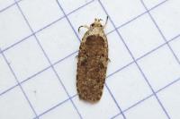Agonopterix heracliana
