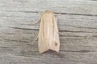 Mythimna straminea
