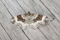 Epirrhoe rivata