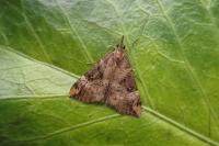 Hypena obsitalis
