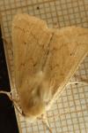Mythimna vitellina