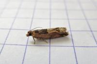 Crocidosema plebejana