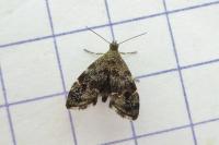 Anthophila fabriciana