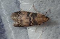 Euzophera pinguis