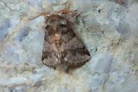 Thaumetopoea processionea