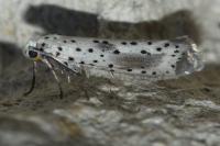 Yponomeuta irrorella