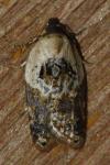 Acleris variegana