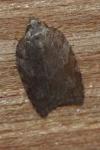 Acleris sparsana