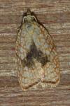 Acleris forsskaleana