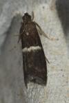Elegia similella