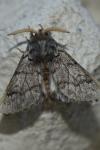 Thaumetopoea pityocampa