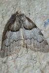 Nola cucullatella