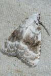 Meganola albula