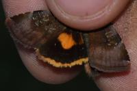 Noctua janthina