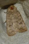 Hoplodrina octogenaria