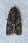 Acronicta rumicis