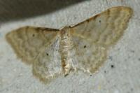 Idaea fuscovenosa
