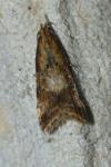 Brachmia blandella