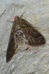Parapoynx stratiotata