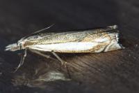Crambus pascuella