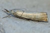 Chrysoteuchia culmella