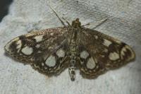 Anania coronata