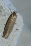 Limnaecia phragmitella