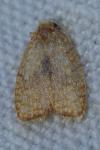 Acleris forsskaleana