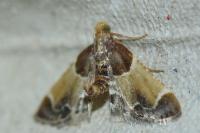 Pyralis farinalis
