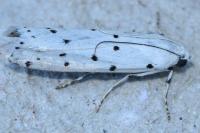 Myelois circumvoluta